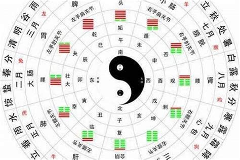 地支阴阳|十二地支的阴阳属性？